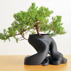 Bonsai Planter with Sculptural Root