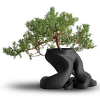 Bonsai Planter with Sculptural Root