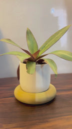 Solace Planter