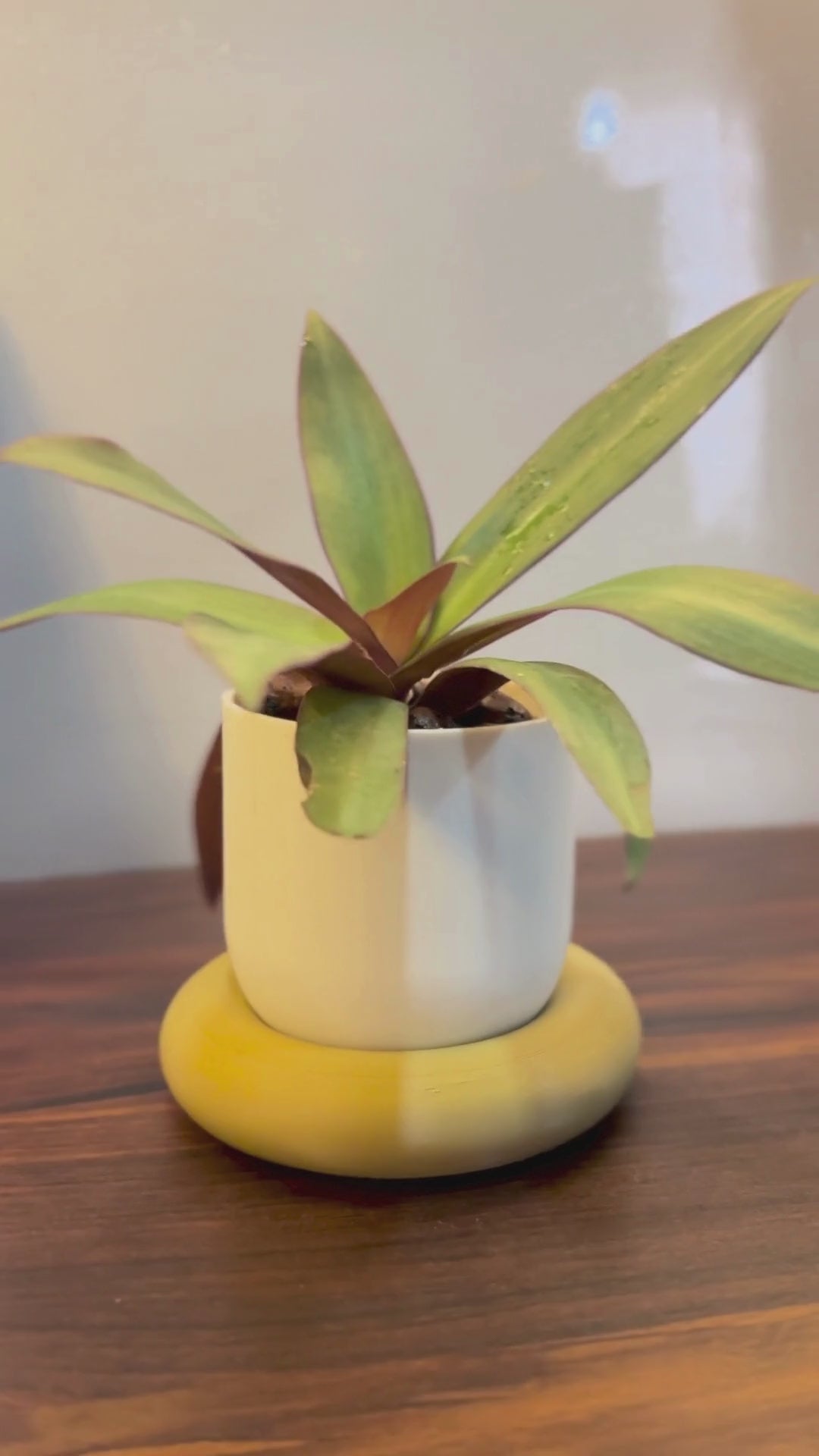 Solace Planter